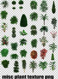 tropical plant types shrub tree png