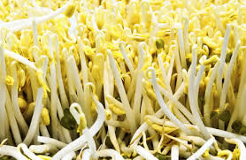 beansprouts nutrition facts calories
