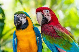 10 interesting facts about macaws