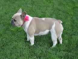 What Colors And Color Patterns Do Frenchies Come In