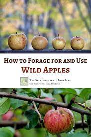 How To Forage For And Use Wild Apples