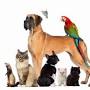 Veterinary Chaplaincy Services from animalchaplain.info