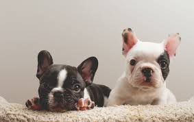 Learn more about color me pied frenchies in maryland. Why Are French Bulldogs So Expensive Greenfield Puppies