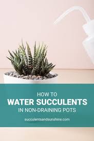 How To Water Succulents Without