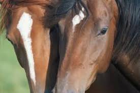 how to make horse detangler pets on