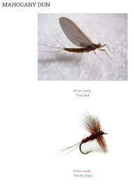 Minnesota Fly Hatch Chart Ole Outdoors Fishing Trout