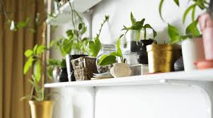 Some of our favorite varieties include ripple peperomia, watermelon peperomia, baby rubber plant, and silverleaf peperomia. 8 Best Indoor Plants Easy Houseplants For Your Home