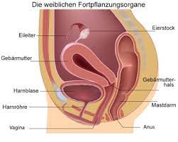 Vagina - Aufbau, Funktion & Krankheiten | MedLexi.de