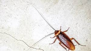 cape town overrun with roaches