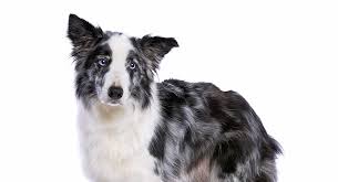 Merle is a coat pattern found in australian shepherds, collies, shelties, and a number of other dog breeds. Blue Merle Border Collie Colors Patterns And Health