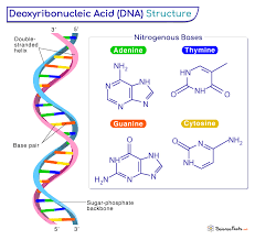 dna definition discovery structure