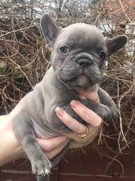 Our french bulldog, oliver, brings us joy and laughter every day, as well as a few challenges. French Bulldog Puppies For Sale Harrisburg Pa 290781