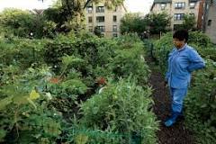 How do you make a garden plot in Chicago?