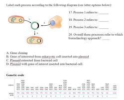 ysis of the nucleotide composition