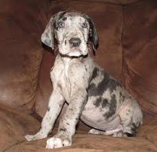 Find great danes for sale on oodle classifieds. 75 European Great Dane Puppies For Sale In Springfield Ohio Classified Americanlisted Com
