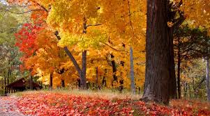 maple trees in texas 7 options for