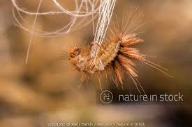 carpet beetle larvae dermestidae sp