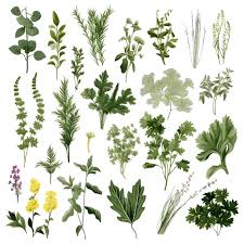Herb Plants Images Free On