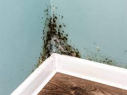 How to Tell If There's Mold in Your House