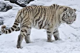 hd white tiger wild cat snow winter