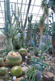 cactus house in kiel botanical gardens