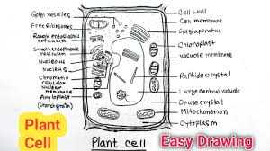 to draw plant cell with label