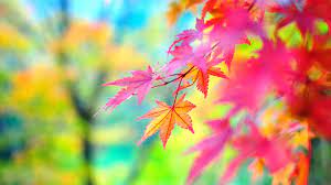 Colorful Nature Wallpapers (56+ ...