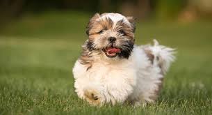 this is one of the most charming affectionate gentle and playful dog breeds most people who want pets choose this dog because of their personality