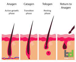 the 3 ses of hair growth why it