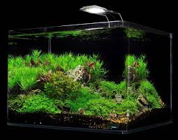 Dennerle Scapers Tank 10 Gallon Aquarium Kit With Led Light
