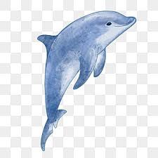 dolphin png transpa images free