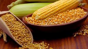 corn vs wheat for weight loss which