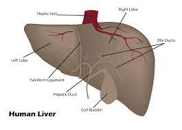 Which of the following is the largest gland in the human body?  \t(a)Liver(b)Brain(c)Pancreas(d)Thyroid
