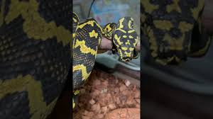 world jungle carpet python