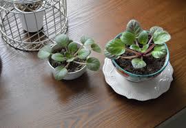 I am looking forward for the babies to appear from the… African Violets Care How To Grow Maintain African Violet Plants Apartment Therapy