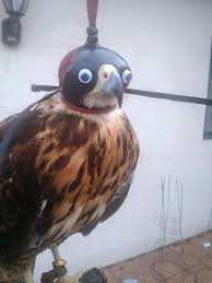 Adding Googly Eyes To Falconry Hoods Makes Them 100 Better