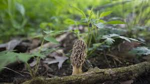 Dnr Offers Interactive Map Of Best Places To Find Morel