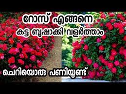 Rose Paripaalanam Malayalam Gardening