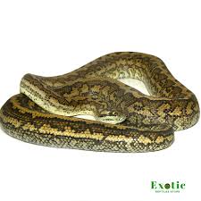 tiger coastal carpet python exotic