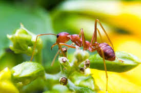 how to get rid of fire ants pestkilled