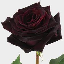 baccara black rose 60 cm whole