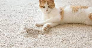 how to remove cat litter from carpet