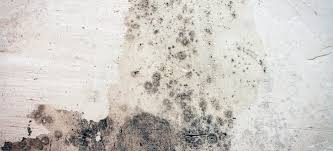 How To Remove Mold From Concrete