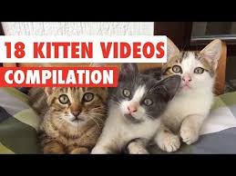 It is not intended for promotion any illegal things. Kitten Images Videos Kitten