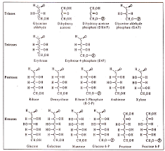 Molecular Structure Of Carbohydrates With Diagram