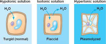 This condition is called flaccidity. Plant Cells Are Turgid Firm And Generally Healthiest In A Hypotonic Environment Where The Uptake Of Water Is Even Plant Cell Plant Cell Diagram Cell Diagram