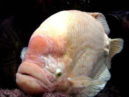 albino fish with big lips stock image