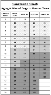 Age Equivalent Chart Chart Bichon Frise Age