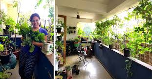 Grow Edible Plants In Apartment Balcony