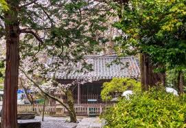 Sakura Blossom In A Tiny Yard In